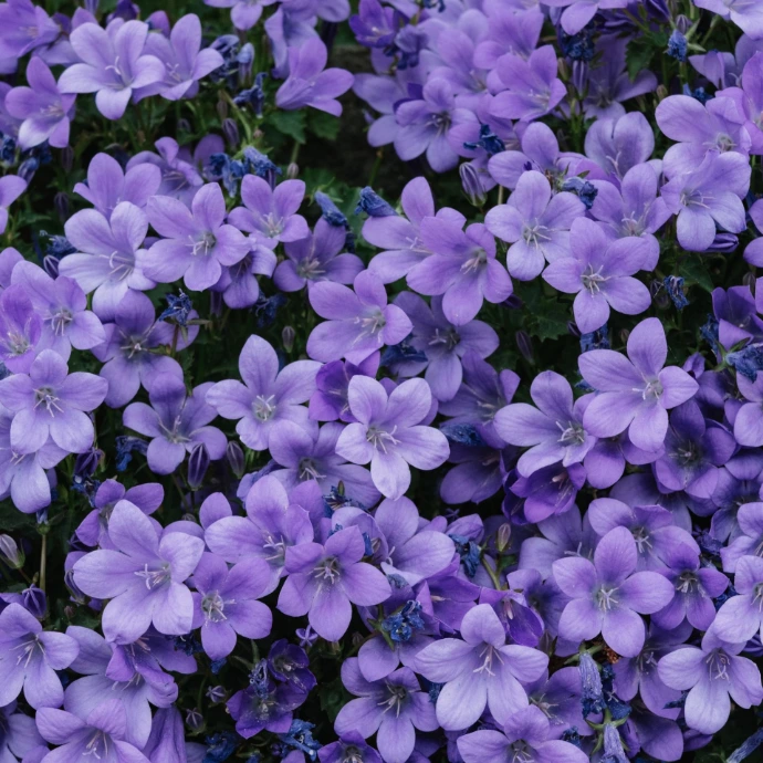 lavender luxury perfumes