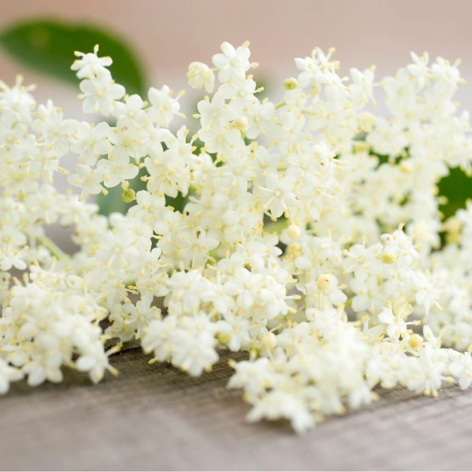 white flower perfume