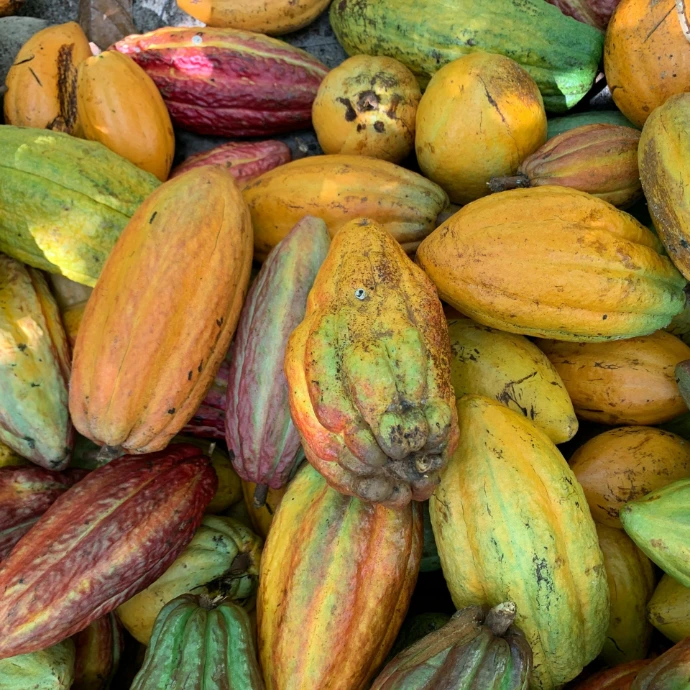 Cacao Pod
