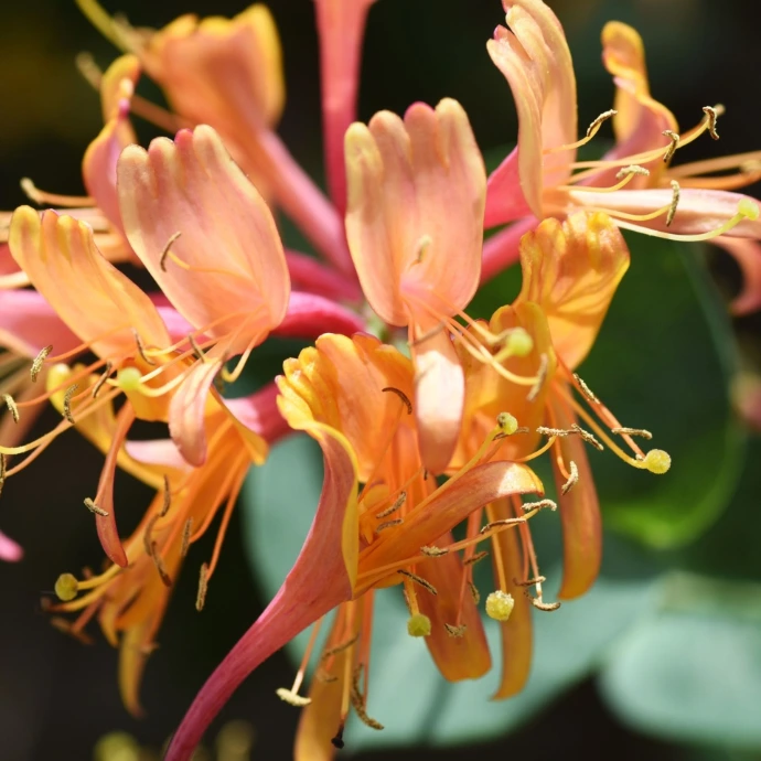 honeysuckle flower