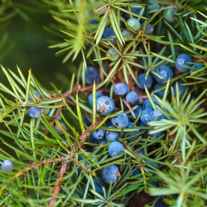 juniper berry